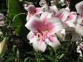 Triumphator Lily / Lilium x 
